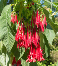 Fuchsie bolívijská - Fuchsia boliviana - osivo fuchsie - 15 ks