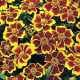 Aksamitník jednoduchý směs - Tagetes patula - osivo aksamitníku - 0,3 g