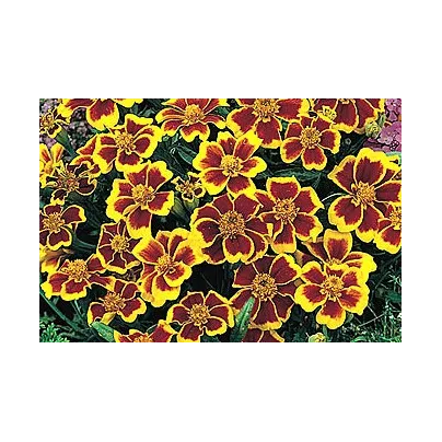 Aksamitník jednoduchý směs - Tagetes patula - osivo aksamitníku - 0,3 g