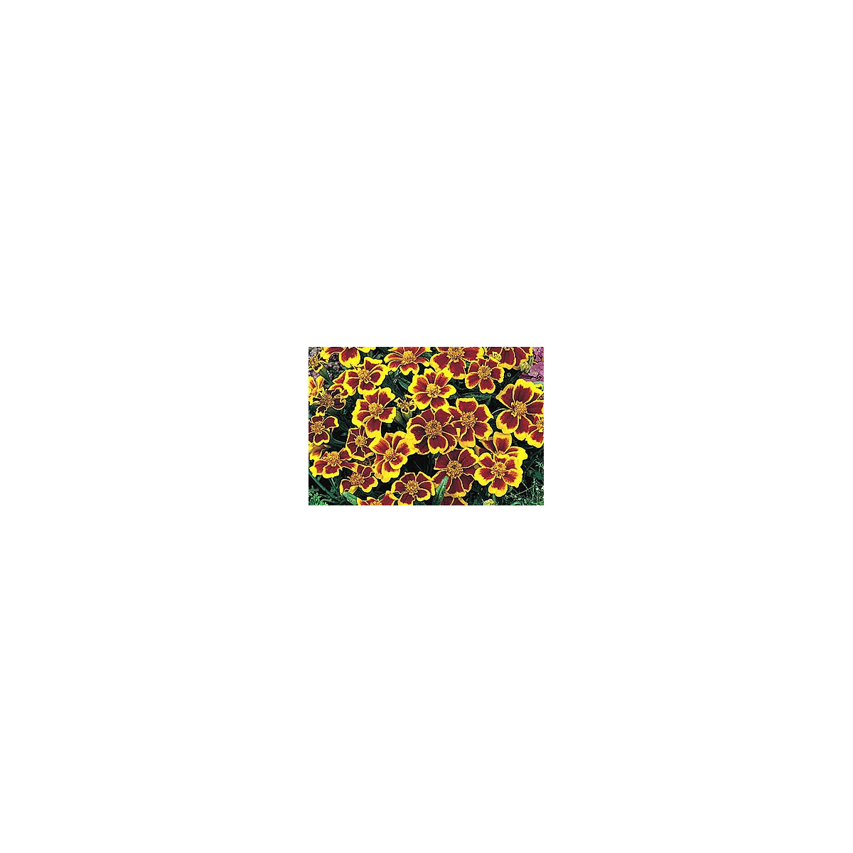 Aksamitník jednoduchý směs - Tagetes patula - osivo aksamitníku - 0,3 g