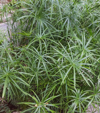 Papyrus střídavolistý - Šáchor - Cyperus alternifolius - osivo papyrusu - 15 ks