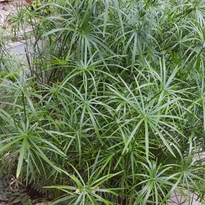 Papyrus střídavolistý - Šáchor - Cyperus alternifolius - osivo papyrusu - 15 ks
