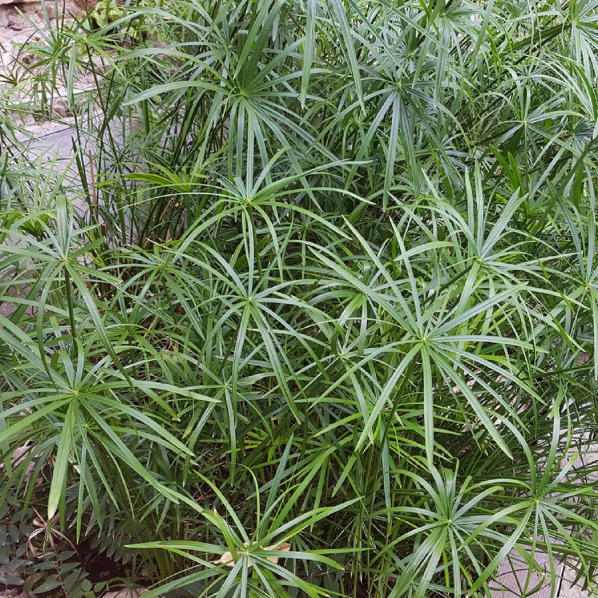 Papyrus střídavolistý - Šáchor - Cyperus alternifolius - osivo papyrusu - 15 ks