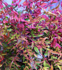 Nandina domácí - Bambus nebeský - Nandina domestica - osivo nandiny - 3 ks