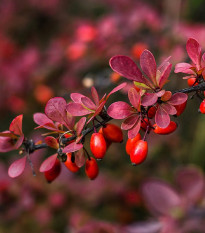 Červený dráč - Berberis thunbergii atropurpurea - osivo dráče - 5 ks