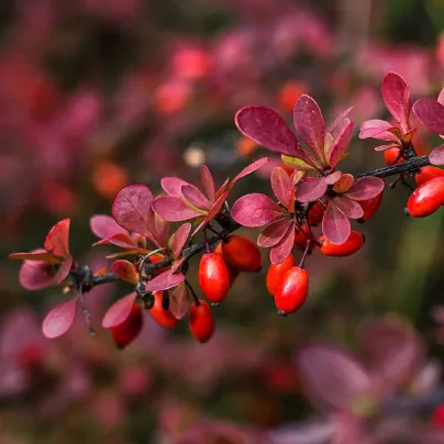 Červený dráč - Berberis thunbergii atropurpurea - osivo dráče - 5 ks