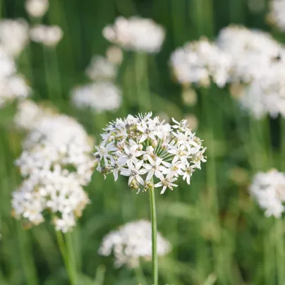 Pažitka čínská česneková Kobold - Allium tuberosum - osivo pažitky - 130 ks