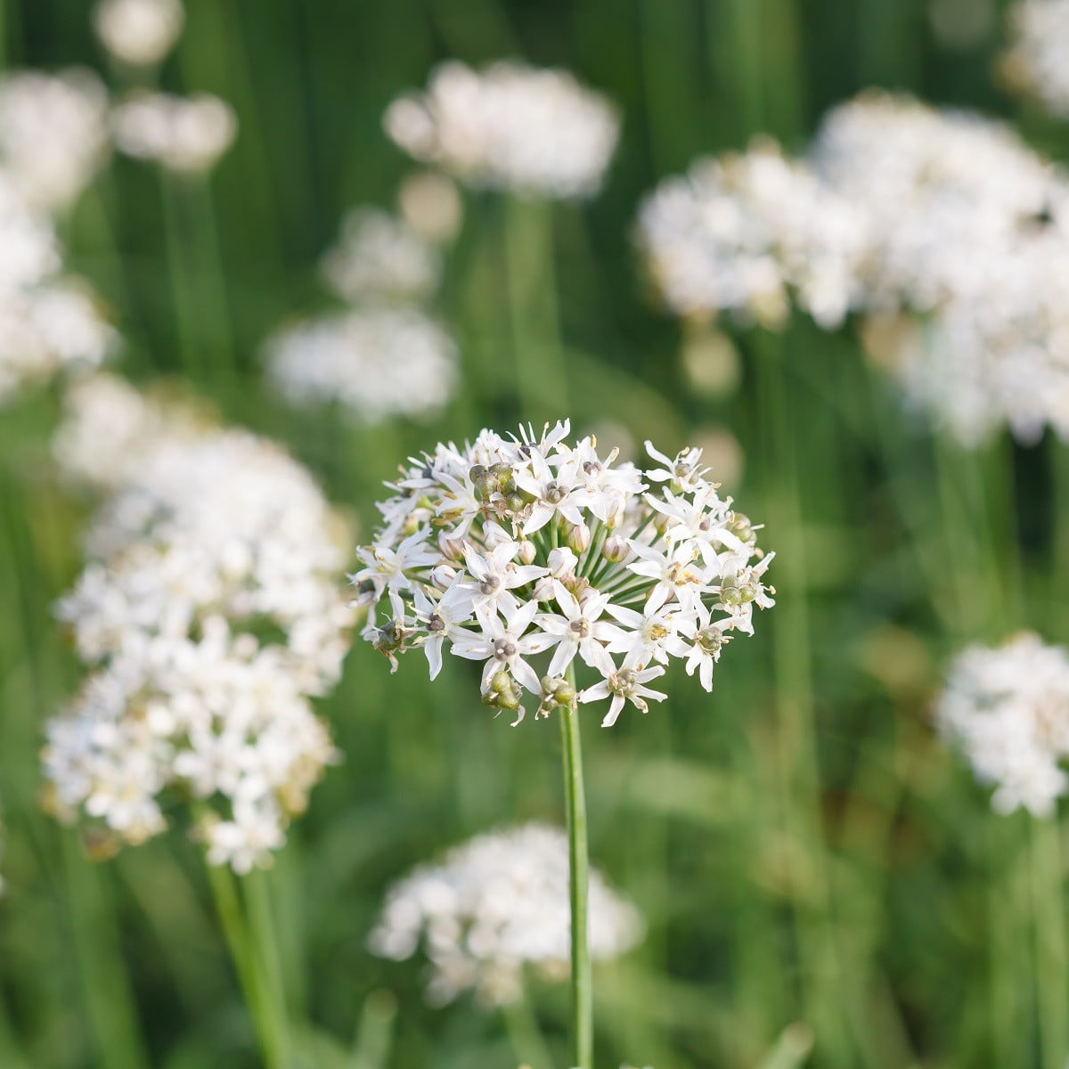 Pažitka čínská česneková Kobold - Allium tuberosum - osivo pažitky - 130 ks