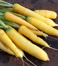 Mrkev Jaune du doubs - Daucus carota - osivo mrkve - 900 ks