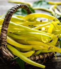 Fazole keříčková Dior - Phaseolus vulgaris - osivo fazole - 65 ks