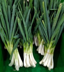 Cibule zimní svazková Freddy - Allium fistulosum - osivo cibule - 250 ks