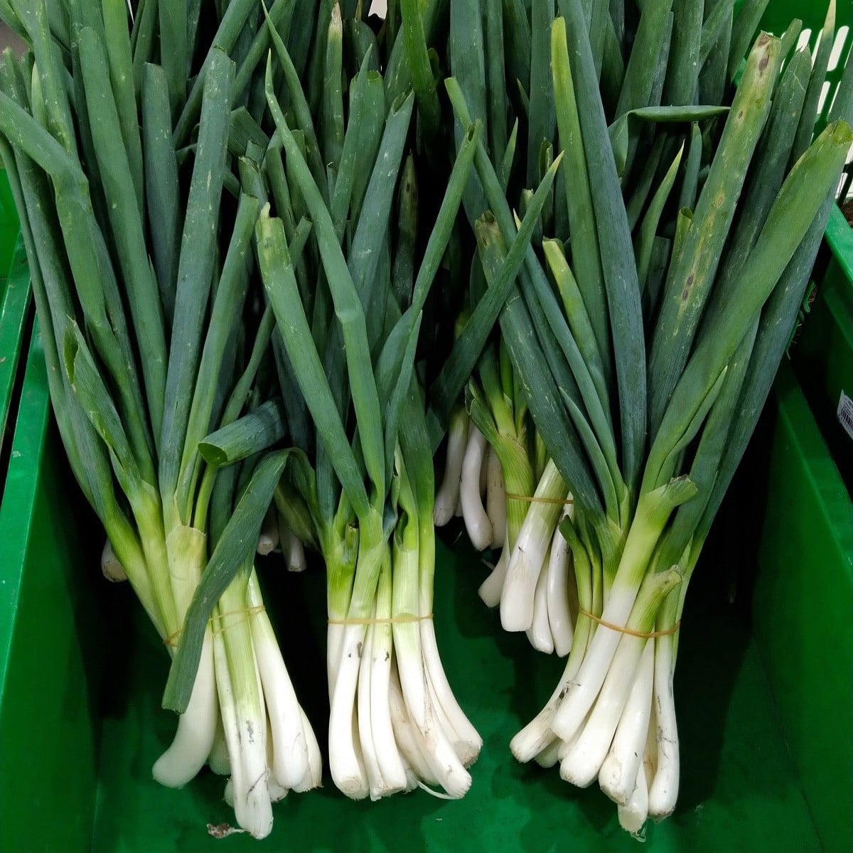 Cibule zimní svazková Freddy - Allium fistulosum - osivo cibule - 250 ks