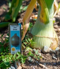 Cibule obrovská Kelsae - Allium cepa - osivo cibule - 100 ks