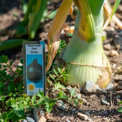 Cibule obrovská Kelsae - Allium cepa - osivo cibule - 100 ks