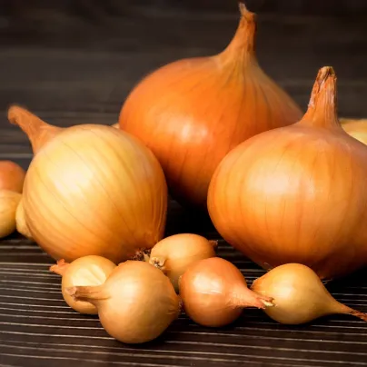 Cibule sazečka ozimá Senshyu Yellow - Allium cepa - cibulky sazečky - 50 ks