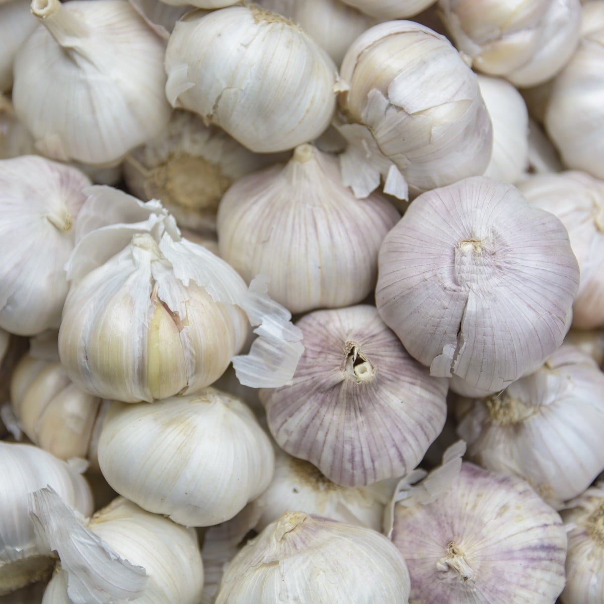 Sadbový česnek Vekan - paličák - Allium sativum - 1 balení