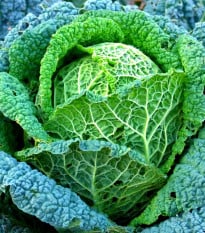 Kapusta hlávková Langedijská - Brassica oleracea L. - osivo kapusty - 160 ks
