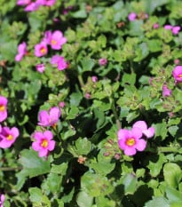 Bakopa Pinktopia - Bacopa sutera cordata - osivo bakopy - 7 ks