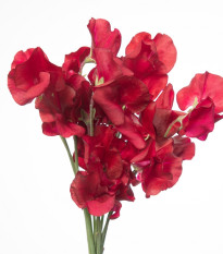 Hrachor vonný královský Scharlach - Lathyrus odoratus - osivo hrachoru - 16 ks