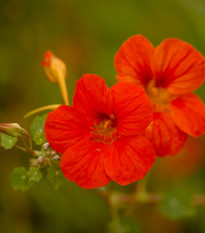 Lichořeřišnice nízká Baby Deep Rose - Tropaeolum minus - osivo lichořeřišnice - 8 ks