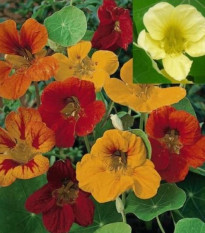 Lichořeřišnice větší Lobbianum směs barev - Tropaeolum majus - osivo lichořeřišnice - 10 ks