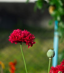 Mák Scarlet Peony - Papaver somniferum - osivo máku - 150 ks
