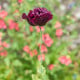 Mák Black Peony - Papaver somniferum - osivo máku - 150 ks