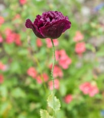 Mák Black Peony - Papaver somniferum - osivo máku - 150 ks