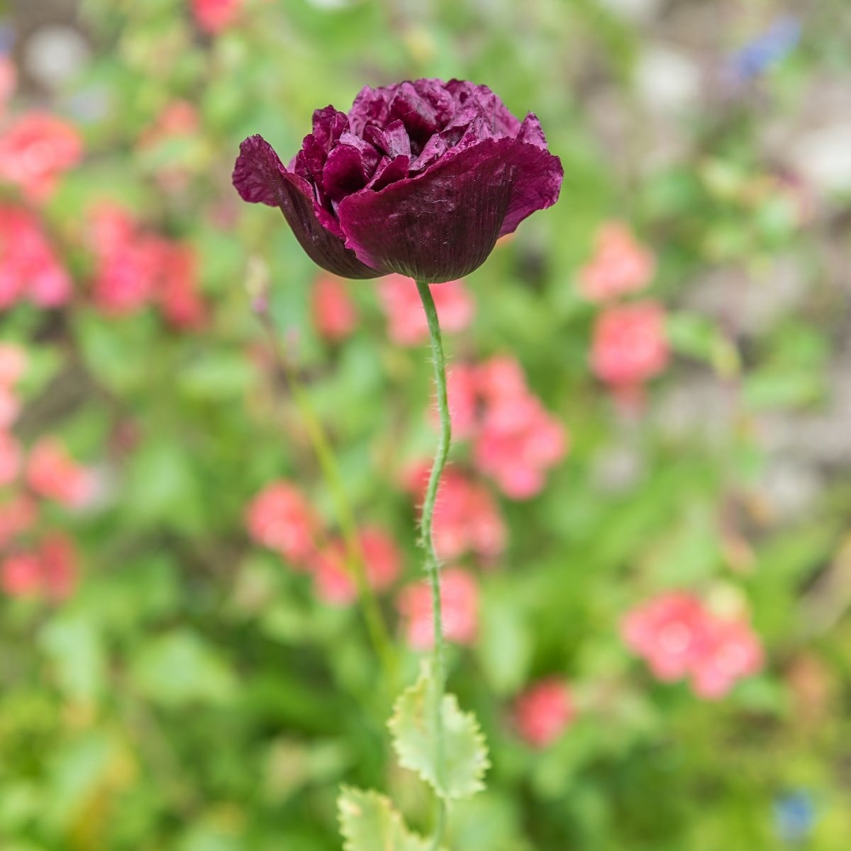 Mák Black Peony - Papaver somniferum - osivo máku - 150 ks
