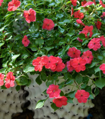 Netýkavka Accent červená F1 - Impatiens walleriana - osivo netýkavky - 20 ks