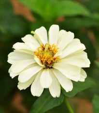 Ostálka jiřinkokvětá bílá - Zinnia elegans - osivo ostálky - 50 ks