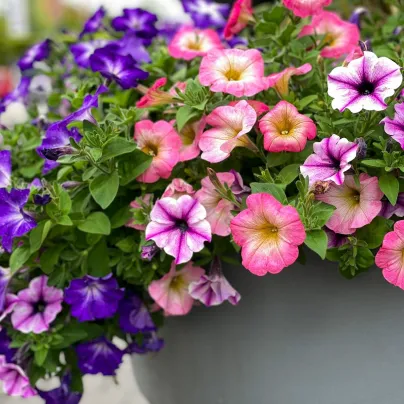 Petúnie Superbissima směs - Petunia nana compacta - osivo petúnie - 20 ks