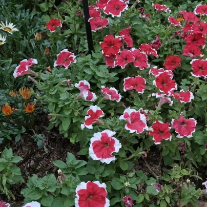 Petúnie mnohokvětá Red Frost F1 - Petunia multiflora - osivo petúnie - 20 ks