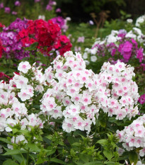 Plaménka latnatá směs barev - Phlox paniculata grandiflora - osivo plaménky - 15 ks