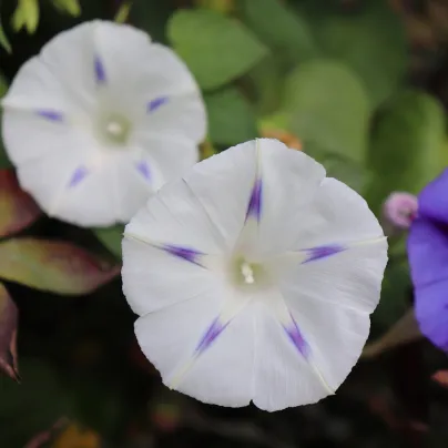 Povíjnice nachová Milky Way - Ipomoea purpurea - osivo povíjnice - 25 ks