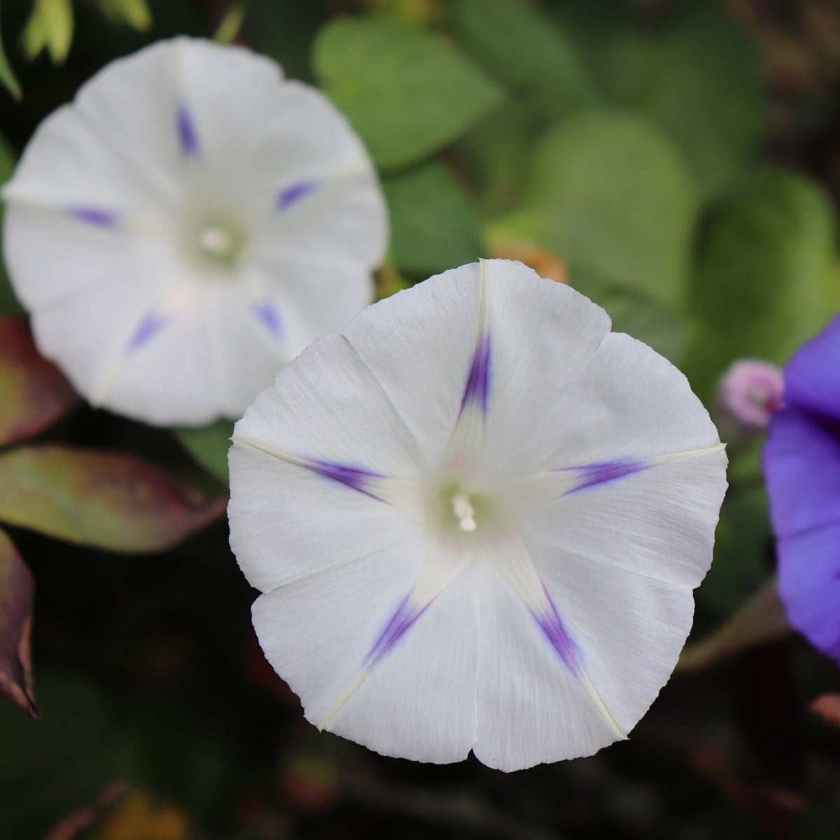Povíjnice nachová Milky Way - Ipomoea purpurea - osivo povíjnice - 25 ks