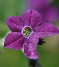 Tabák okrasný vonící Deep purple F1 - Nicotiana - osivo tabáku - 50 ks