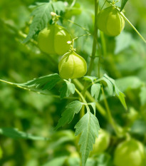 Srdcovnice nadmutá Ballonwein - Cardiospermum halicacabum - osivo srdcovnice - 15 ks