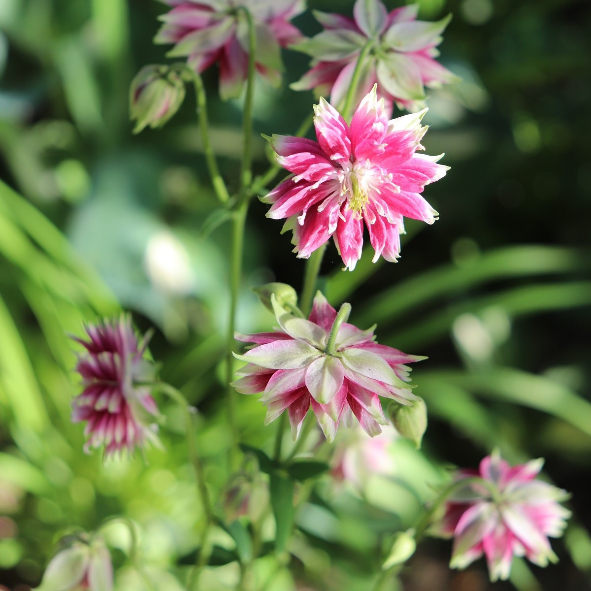 Orlíček Nora Barlow - Aquilegia caerulea - osivo orlíčku - 30 ks
