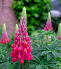 Lupina mnoholistá Lupini Red - Vlčí bob - Lupinus polyphyllus - osivo lupiny - 15 ks
