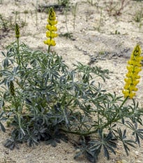 Lupina žlutá - Vlčí bob - Lupinus luteus - osivo lupiny - 13 ks