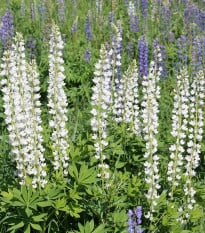 Lupina bílá - Vlčí bob - Lupinus albus - osivo lupiny - 5 ks