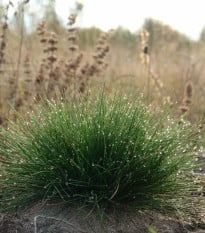 Kostřava ovčí - Festuca ovina - osivo kostřavy - 50 ks