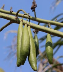 Lufa válcovitá - Luffa cylindrica - osivo lufy - 8 ks