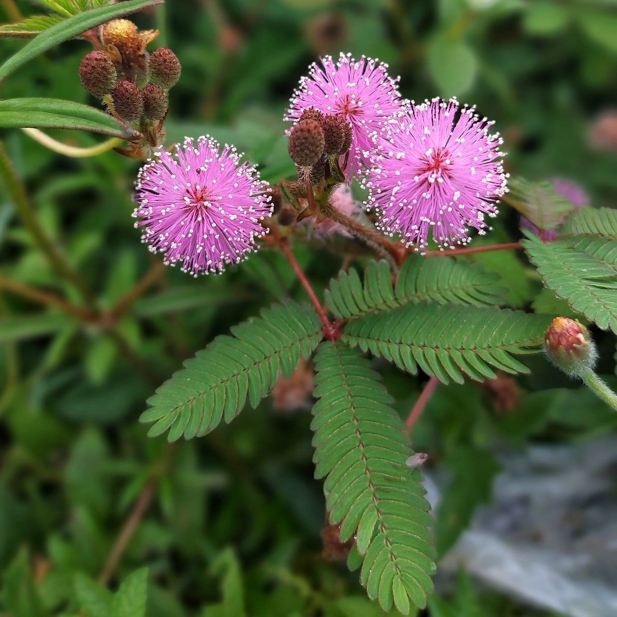 Citlivka stydlivá - Mimóza - Mimosa pudica - osivo citlivky - 5 ks