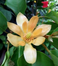 Magnólie champaca - Magnolia champaca - osivo magnólie - 5 ks