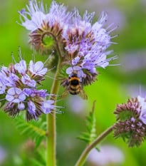 Svazenka vratičolistá - Phacelia tanacetifolia - osivo svazenky - 50 ks