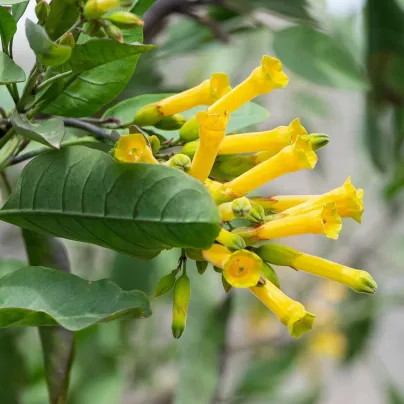 Tabák glauca - Nicotiana glauca - osivo tabáku - 20 ks