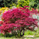 Javor japonský - Acer palmatum - osivo javoru - 5 ks
