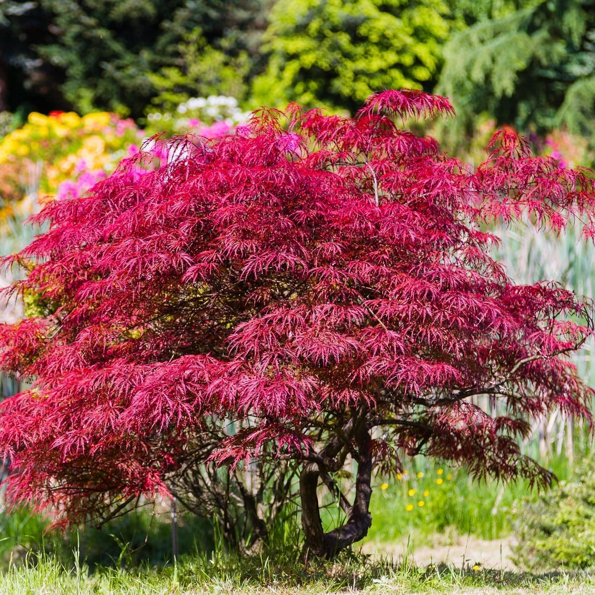 Javor japonský - Acer palmatum - osivo javoru - 5 ks
